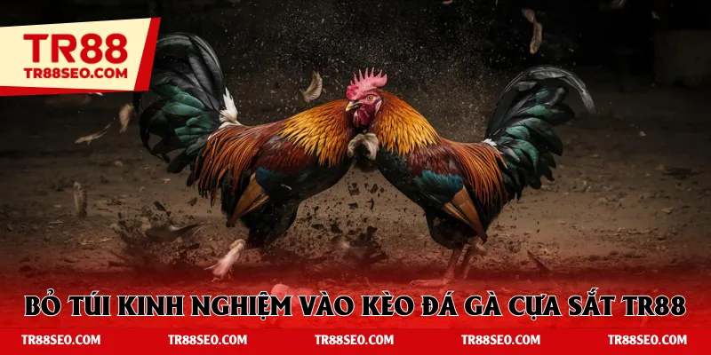 Bỏ túi kinh nghiệm vào kèo đá gà cựa sắt TR88 bất bại